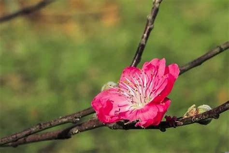 桃花很旺|八字桃花旺的特点